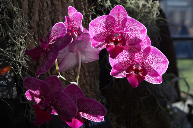 Sunlit Orchids